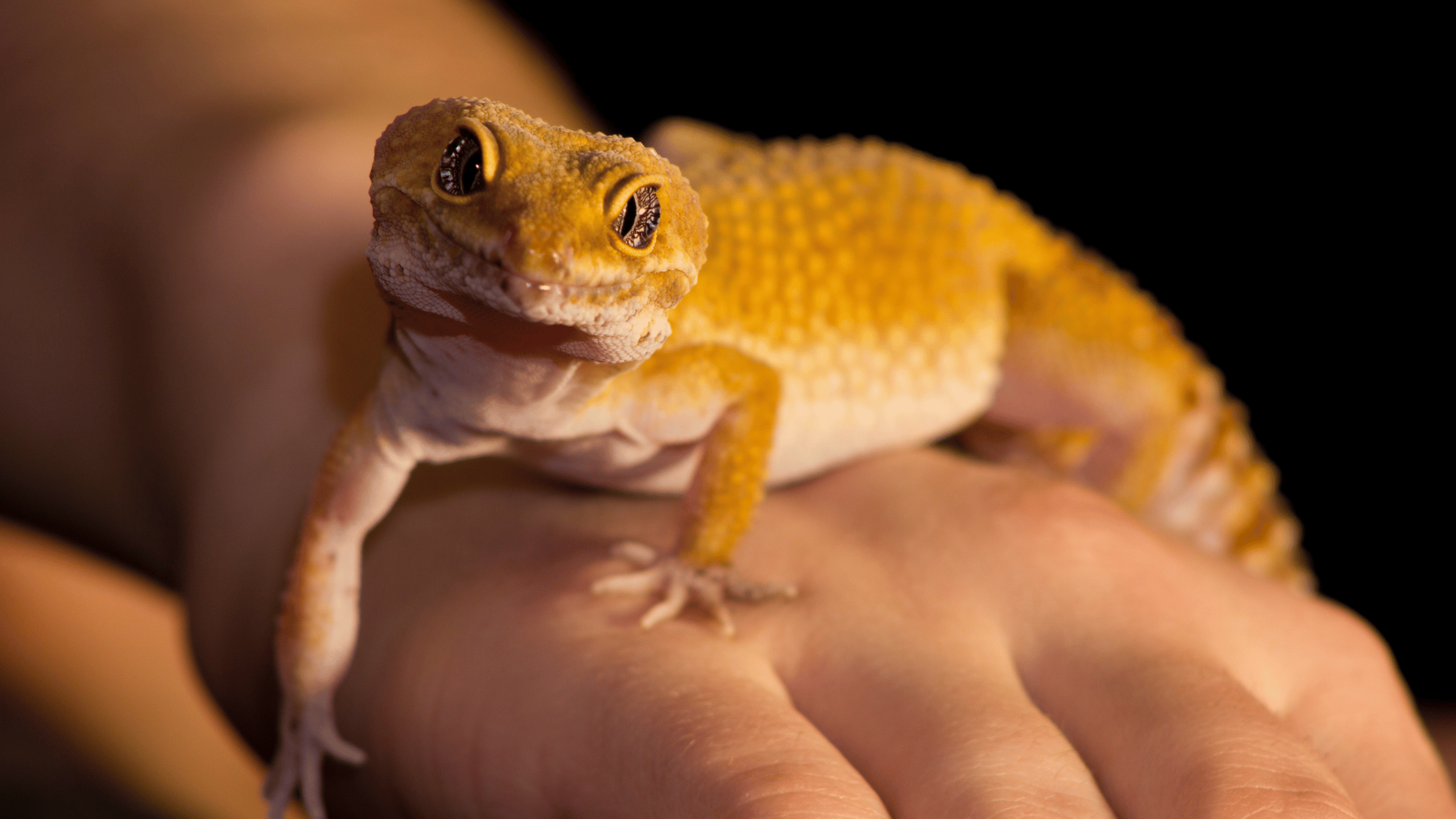 gecko haustier